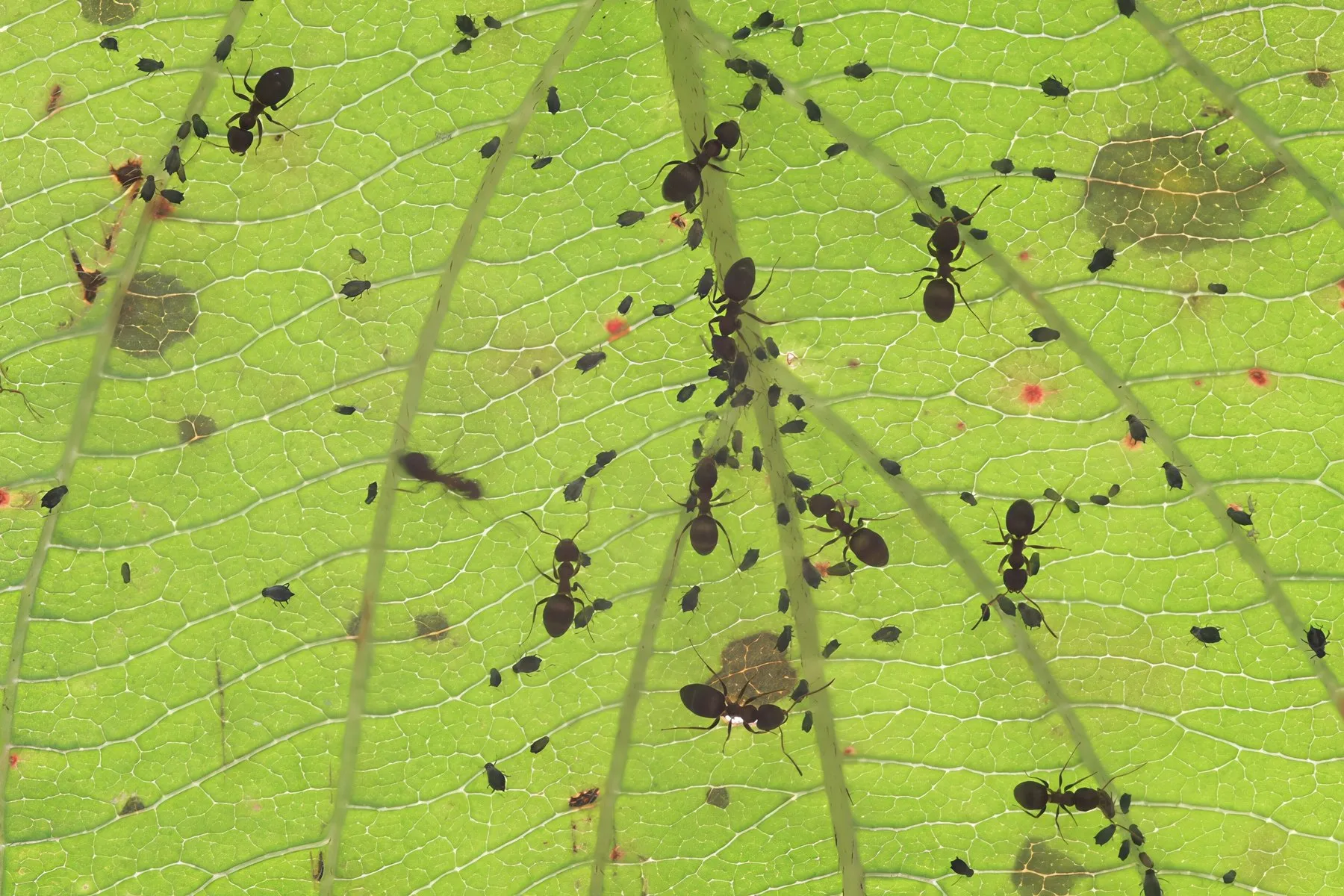 Fourmis noires des jardins sur une feuille