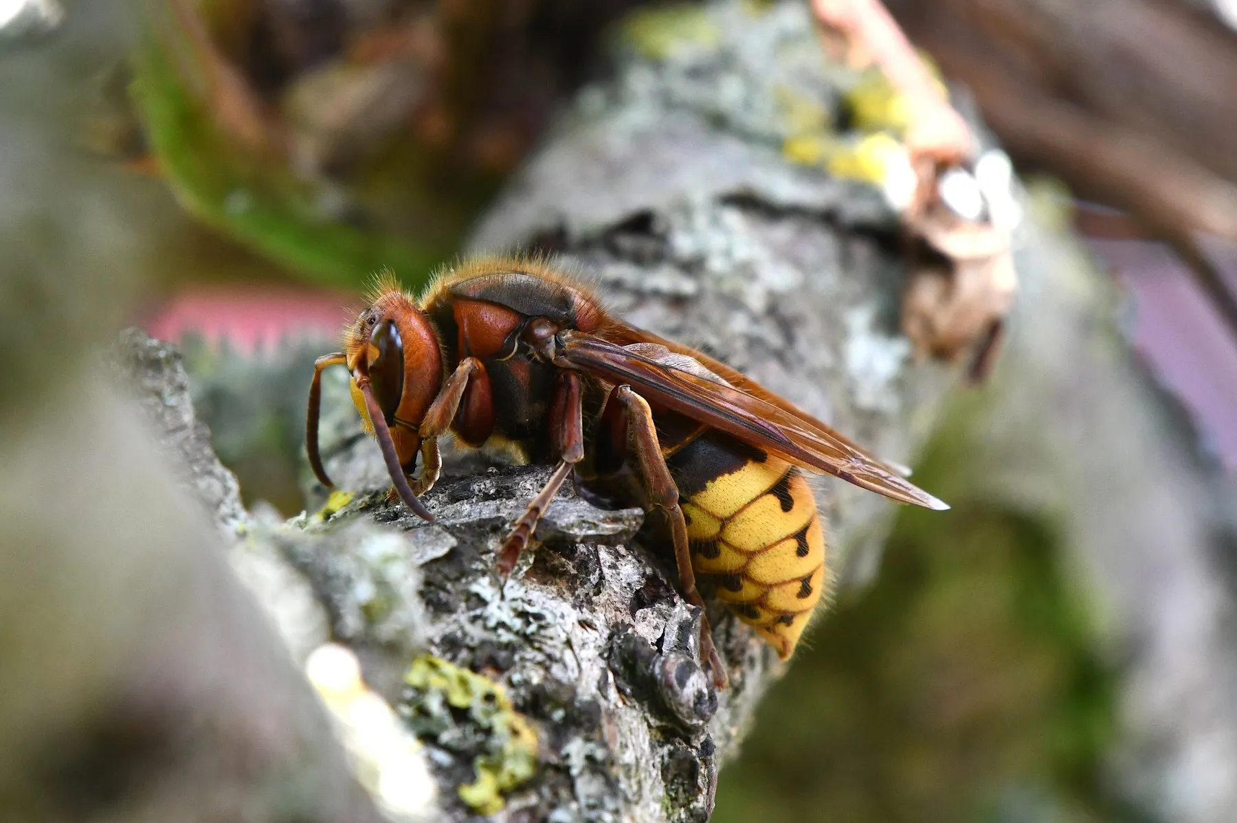 Frelon européen posé sur une branche